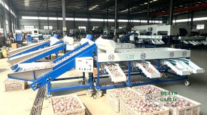 HGB-3 Garlic Bulb Grading Machine