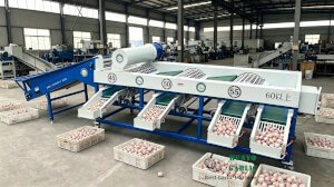 HGB-3 Garlic Bulb Grading Machine