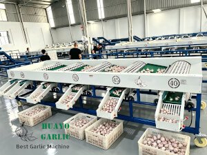 Garlic grading machine
