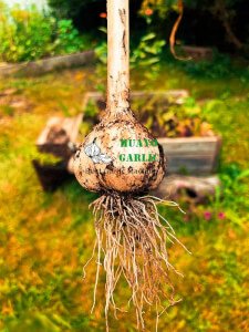 HUAYO Garlic planter