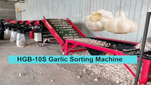 HGB-10S Garlic Sorting Machine