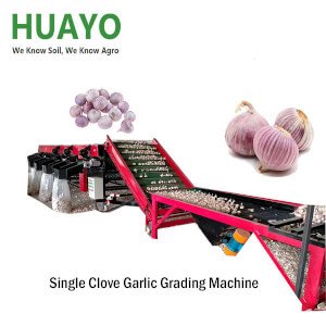 Single clove Solo Garlic Grading Line