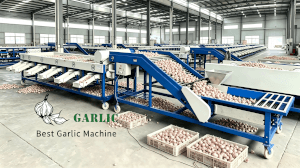 HGB-8 Garlic Bulb Sorting Machine