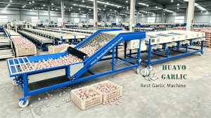 HGB-8 Garlic Bulb Sorting Machine