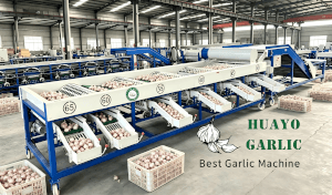 HGB-8 Garlic Bulb Sorting Machine