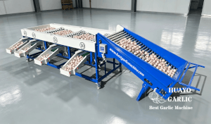 HGB-3 Garlic Bulb Grading Machine