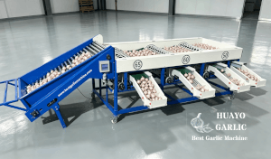 HGB-3 Garlic Bulb Grading Machine