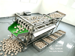 Garlic Bulb Grader