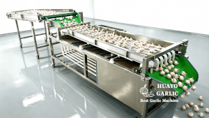 Garlic Bulb Grader