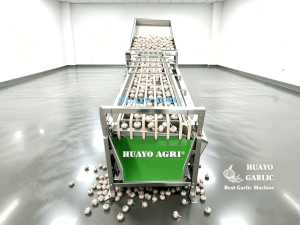 Garlic Bulb Grader