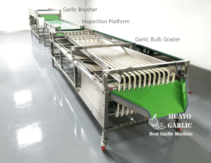 Garlic Bulb Grader