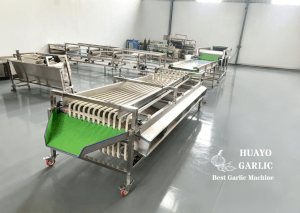 Garlic Bulb Grader