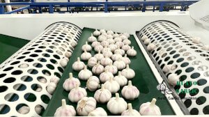 Garlic grading machine