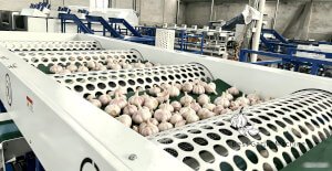 Garlic grading machine