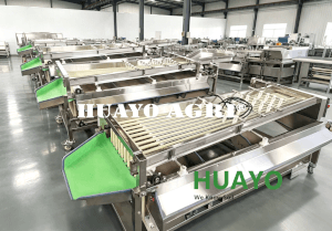 Garlic Bulb Grader