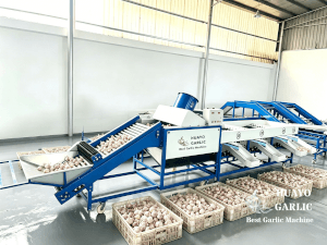 Garlic Brush and grade machine 