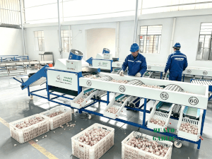 Garlic Brush and grade machine (1)