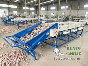 HGBM-2 Garlic Brushing Machine 