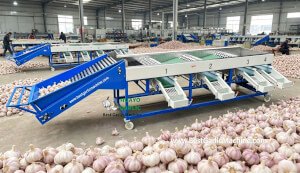 HGBM-2 Garlic Brushing Machine 
