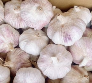 Why Is Garlic Sorting Necessary? - Best Garlic Machine