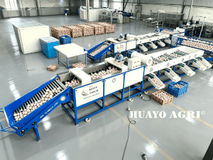 HGBM-3 Garlic Cleaning and Sorting Machine