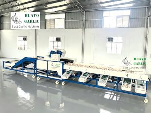 HGBM-8 Garlic Cleaning Sorting Machine