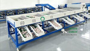 HGBM-8 Garlic Cleaning Sorting Machine