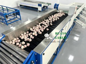 HGBM-8 Garlic Cleaning Sorting Machine