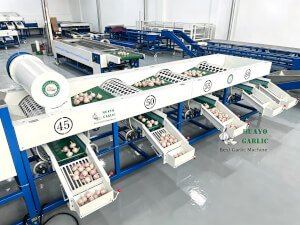 HGBM-8 Garlic Cleaning Sorting Machine