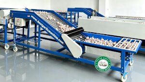 HGBM-8 Garlic Cleaning Sorting Machine