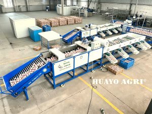 Garlic Cleaning Grading