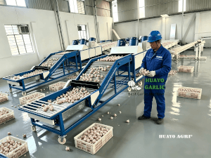 HGBM-8 Garlic Brushing and Sizing Machine