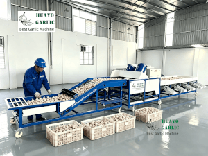 HGBM-8 Garlic Brushing and Sizing Machine