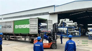 HUAYO Garlic Machine Delivery