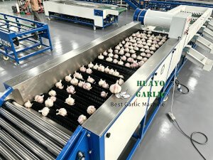 HGBM-3 Garlic Cleaning and Sorting Machine