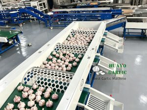 HGBM-3 Garlic Cleaning and Sorting Machine