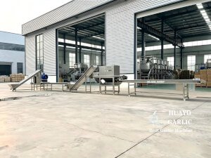 HUAYO Garlic peeling line ready for delivery