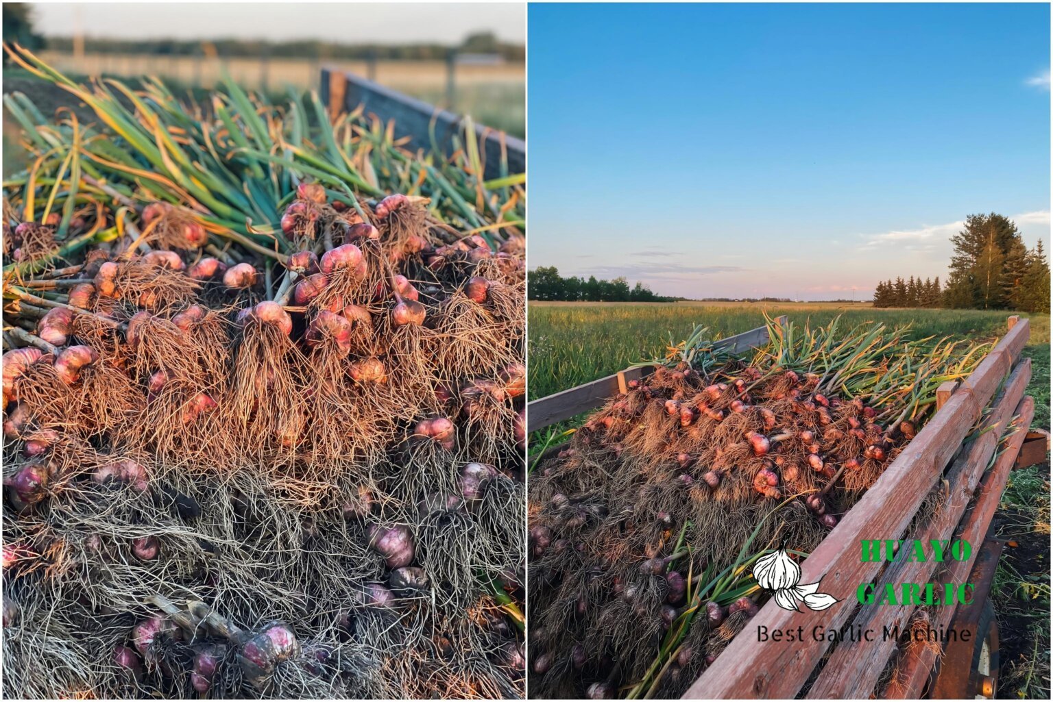 Harvesting Garlic in New Zealand: Expert Tips for Maximum Yield