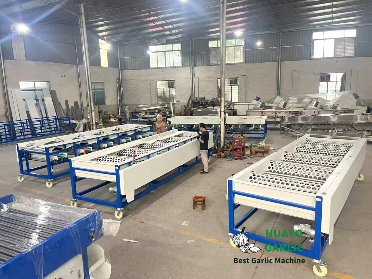 3 Units HGB-8 Garlic Bulb Sorting Machine Manufacturing for New Zealand ...