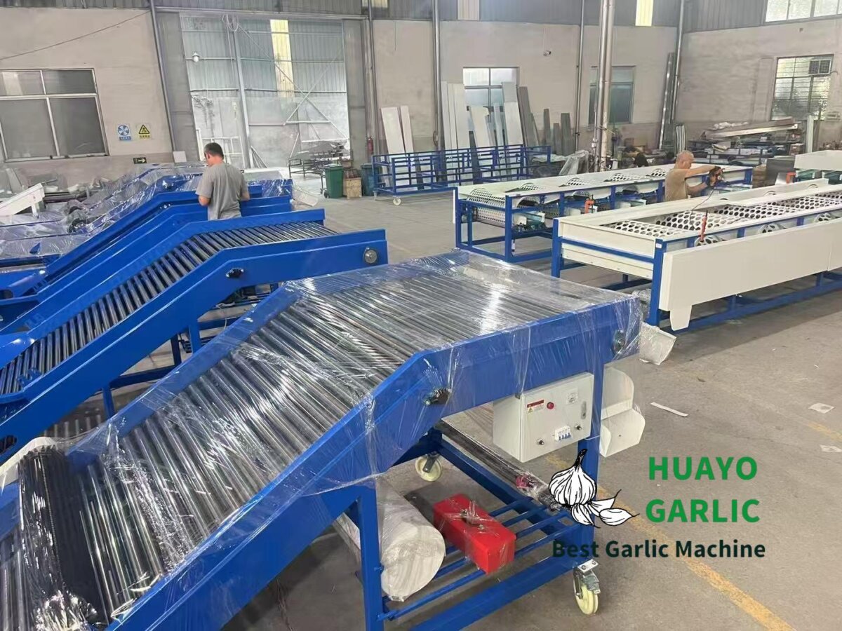 3 Units HGB-8 Garlic Bulb Sorting Machine Manufacturing for New Zealand ...