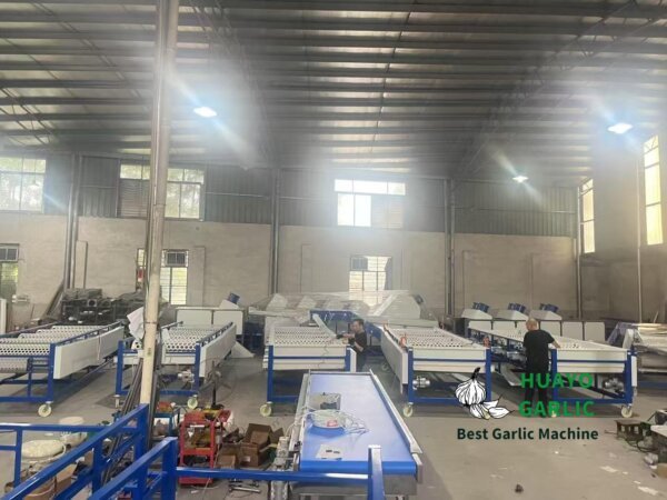 3 Units HGB-8 Garlic Bulb Sorting Machine Manufacturing for New Zealand ...
