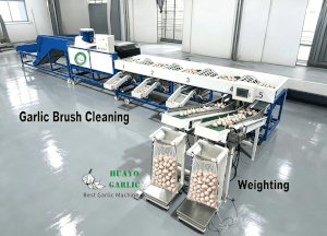 HGBW-8 Garlic Bulb Sorting & Weighing Machine