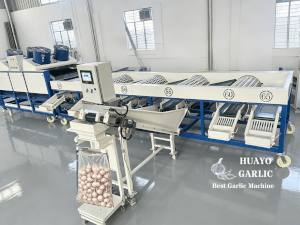 HGBW-8 Garlic Bulb Sorting & Weighing Machine