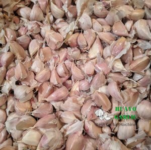 How to grow Garlic with Garlic Fertilization Soak
