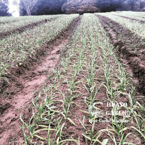 gasoline garlic planter