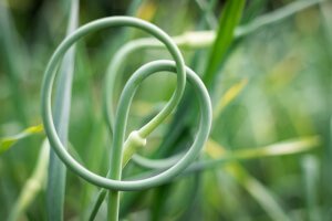 Garlic-scape