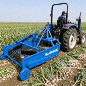Harvest Garlic
