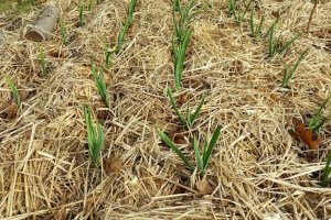 Mulching Garlic Field after planting to control weeds effectively
