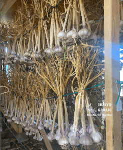 Store Your Garlic