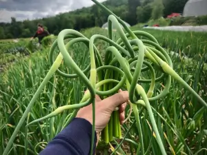 garlic scapes